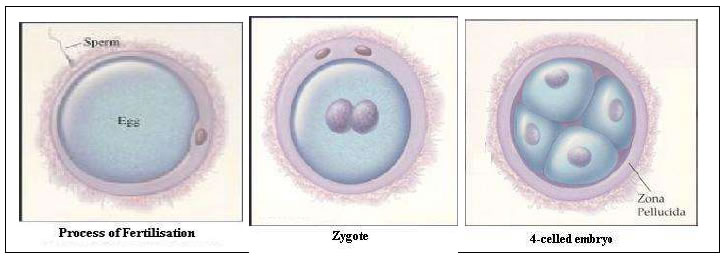 Fertilization, Implantation and Pregnancy